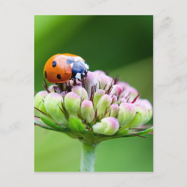 Postal Cute Ladybug (Anverso)