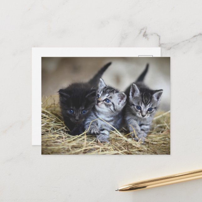 Postal cute little baby kittens (Anverso/Reverso In Situ)