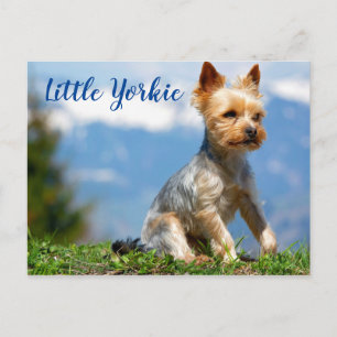 Postal Cute Little Yorkie Terrier