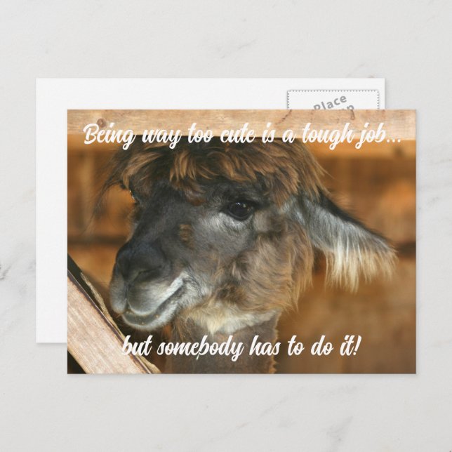 Postal Cute Llama Farm Animal Humorous  (Anverso / Reverso)