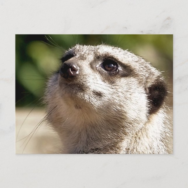 POSTAL CUTE MEERKAT (Anverso)