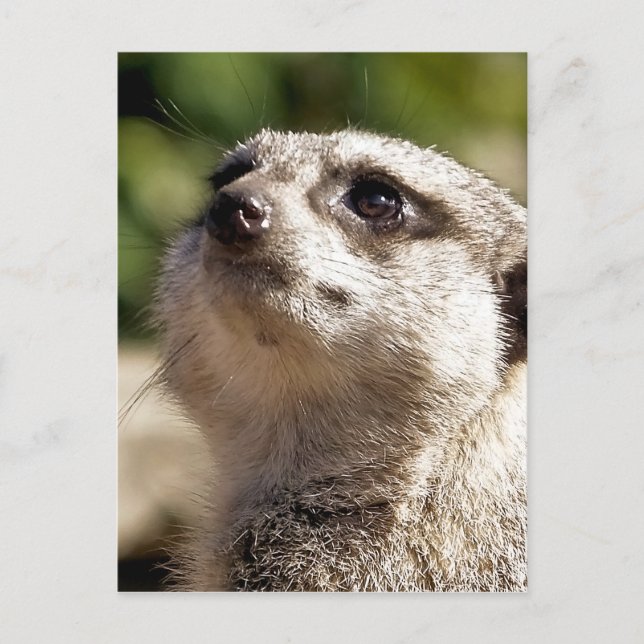 POSTAL CUTE MEERKAT (Anverso)