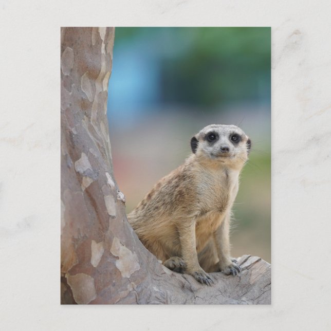Postal Cute Meerkat Sat en el árbol (Anverso)