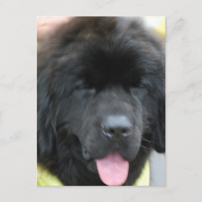 Postal Cute Newfoundland (Anverso)
