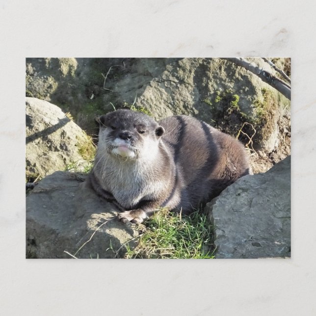 POSTAL CUTE OTTER (Anverso)