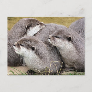 POSTAL CUTE OTTERS
