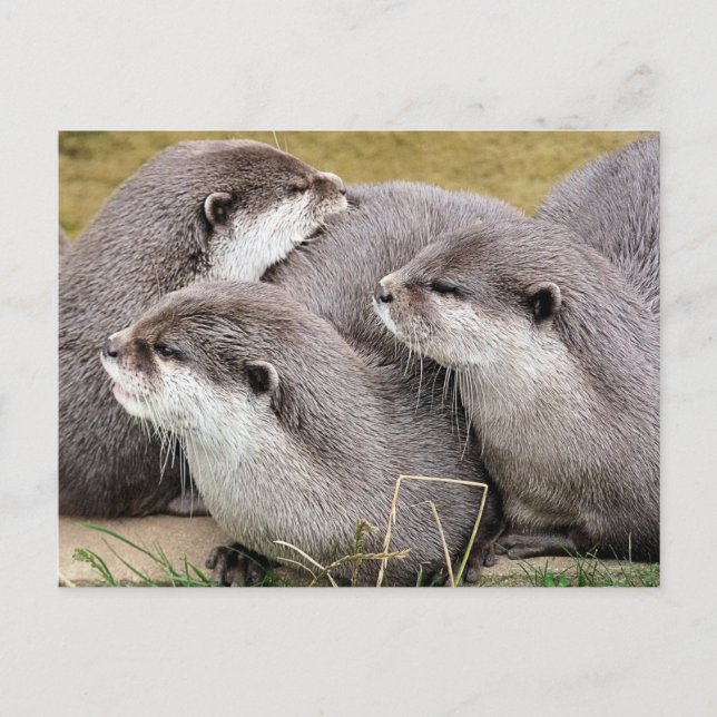 POSTAL CUTE OTTERS (Anverso)