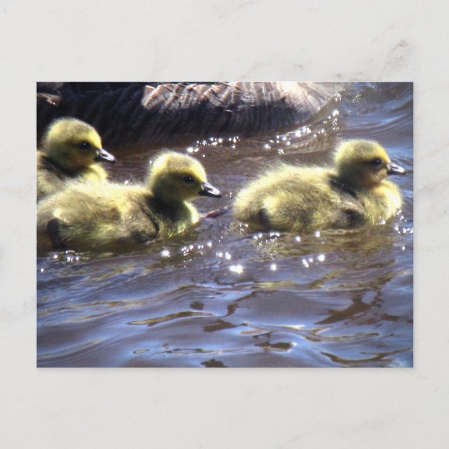 Postal Cute patitos de gansos de primavera nadando (Anverso)