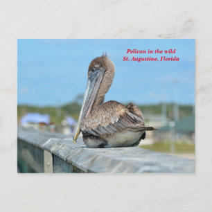 Postal Cute Pelican Resing