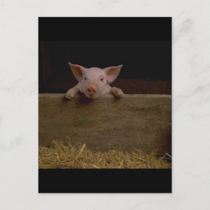 Postal Cute Piglet