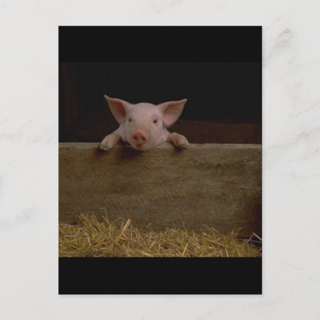 Postal Cute Piglet (Anverso)
