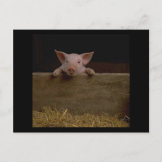Postal Cute Piglet