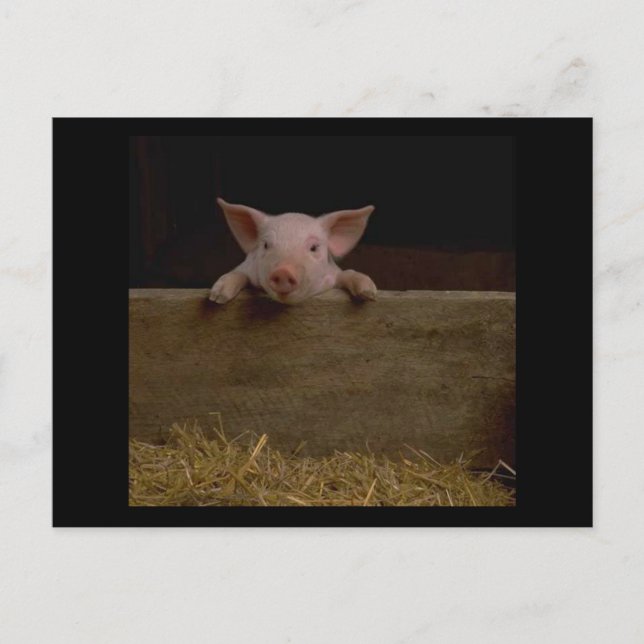 Postal Cute Piglet (Anverso)