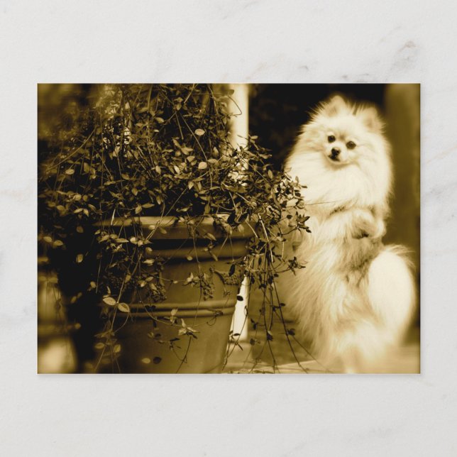 Postal Cute Pomeranian (Anverso)
