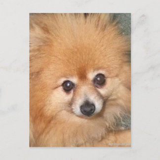 Postal Cute Pomeranian Face