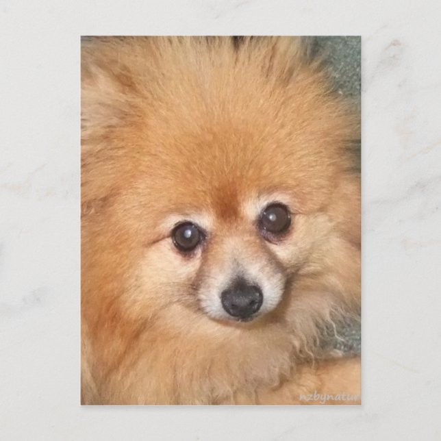 Postal Cute Pomeranian Face (Anverso)
