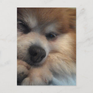 Postal Cute Pomeranian POSTCARD