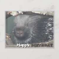 Cute Porcupine Face DIY Happy Birday Postcard