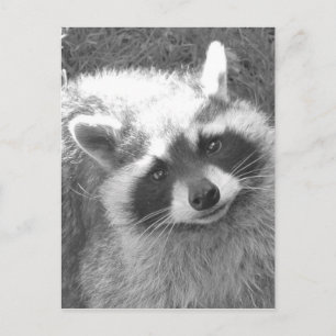 Postal Cute Raccoon