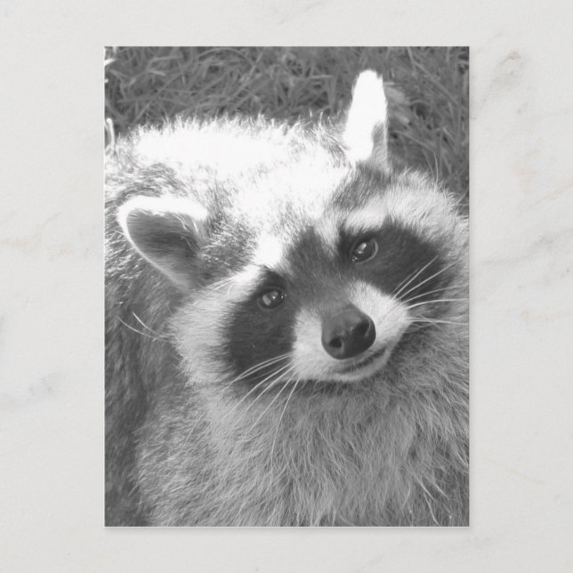 Postal Cute Raccoon (Anverso)