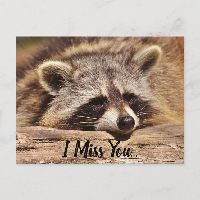 Postal Cute Raccoon (Anverso)
