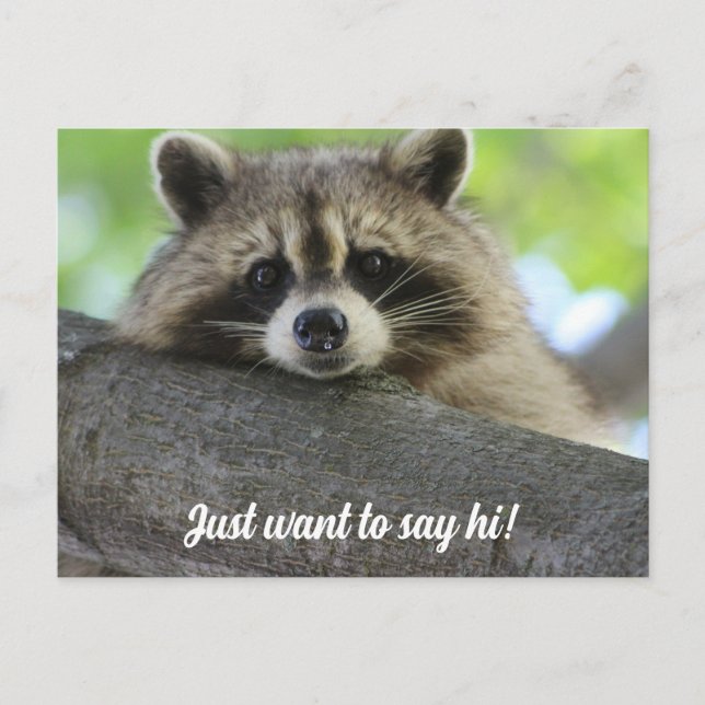 Postal Cute Raccoon Say Hi Postcard (Anverso)