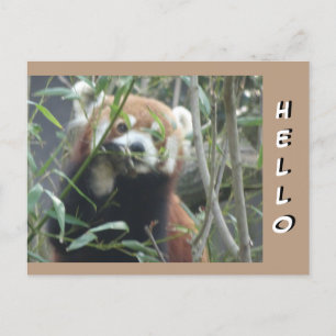 Postal Cute Red Panda HELLO