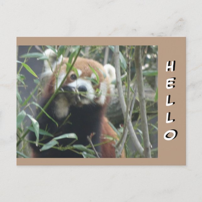 Postal Cute Red Panda HELLO (Anverso)