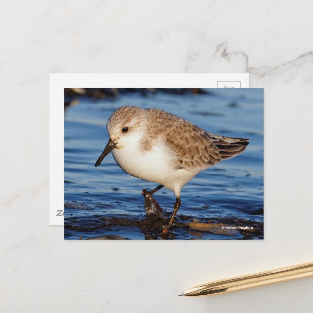 Postal Cute Sanderling Sandpiper Wanders Wintry Shores (Anverso/Reverso In Situ)