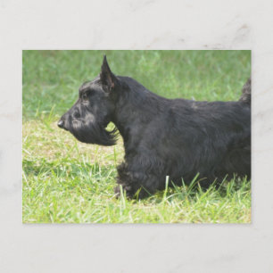 Postal Cute Scottish Terrier