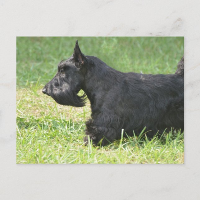 Postal Cute Scottish Terrier (Anverso)