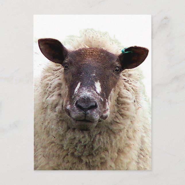 POSTAL CUTE SHEEP (Anverso)