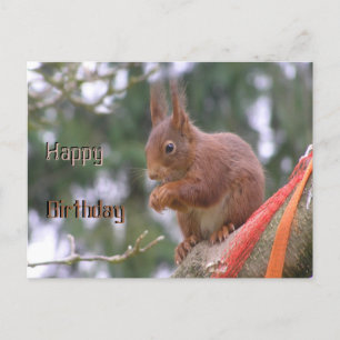 Postal Cute Sitting Squirrel Happy Birday Postcard