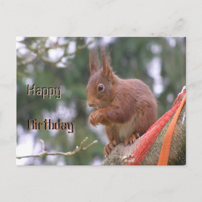 Postal Cute Sitting Squirrel Happy Birday Postcard (Anverso)