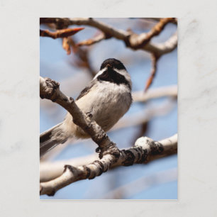 Postal Cute Songbird On the Lookout for Spring