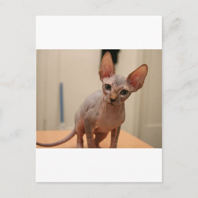 Postal Cute sphynx kitten "Soy furor, ¿verdad?" (Anverso)