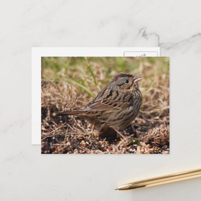 Postal Cute Spunky Lincoln's Sparrow Songbird (Anverso/Reverso In Situ)
