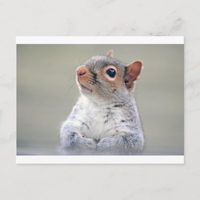 Postal Cute Squirrel (Anverso)