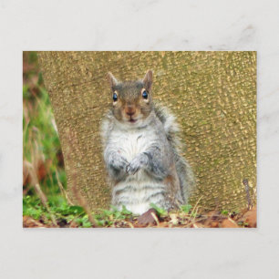 Postal Cute Squirrel