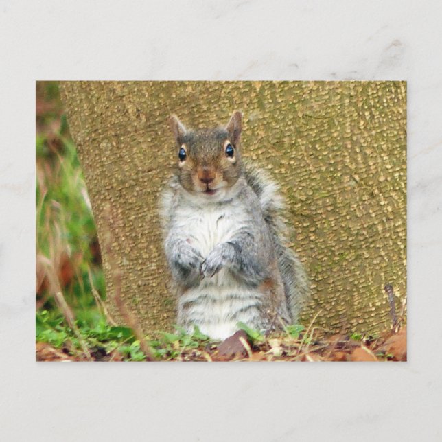 Postal Cute Squirrel (Anverso)