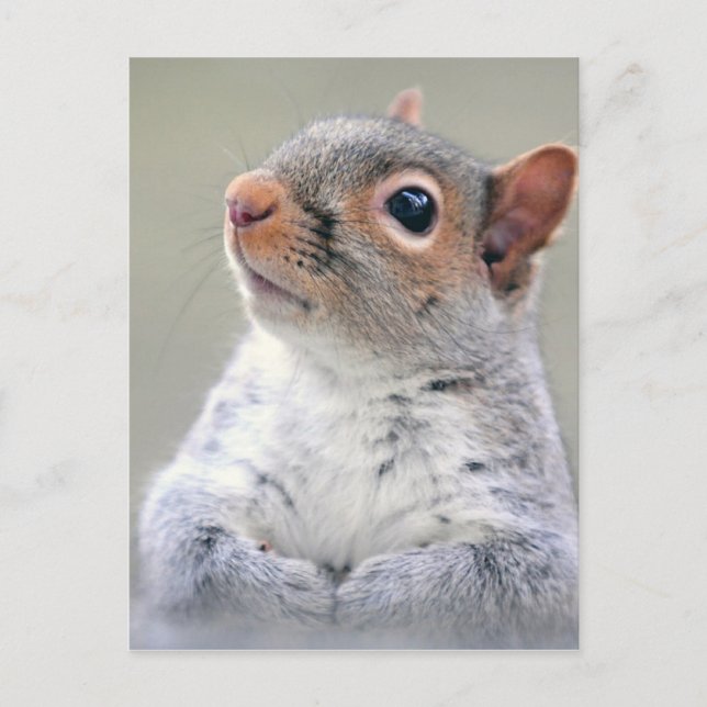 Postal Cute Squirrel (Anverso)