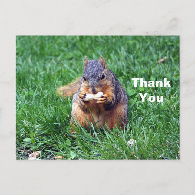 Postal Cute Squirrel Peanut Foto Gracias (Anverso)