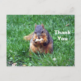 Postal Cute Squirrel Peanut Foto Gracias