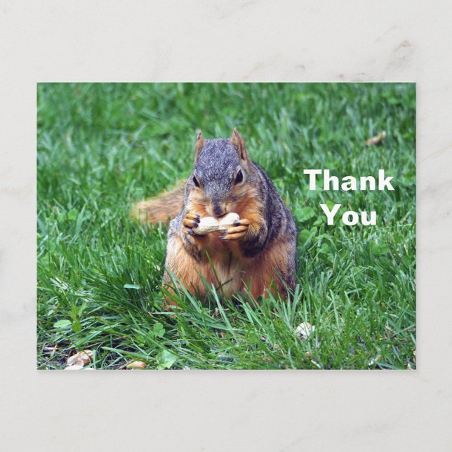 Postal Cute Squirrel Peanut Foto Gracias (Anverso)