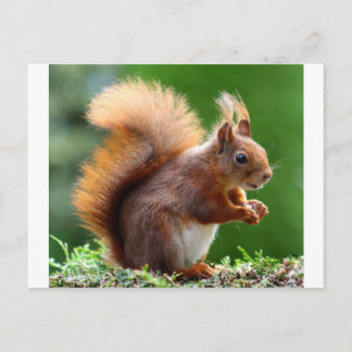 Postal Cute Squirrel Picture