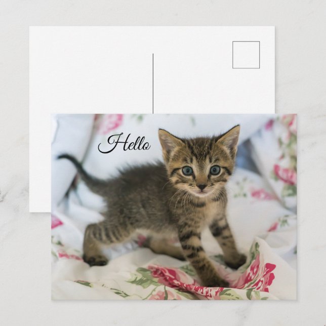 Postal Cute Tabby Kitten Parece Sorprendido Hola (Anverso / Reverso)