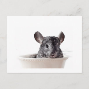 Postal Cute Teacup Chinchilla Gray