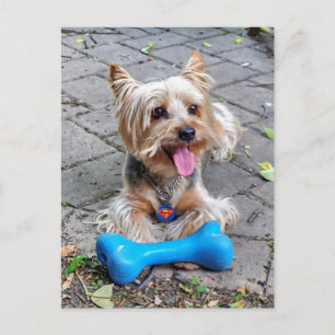 Postal Cute Terrier