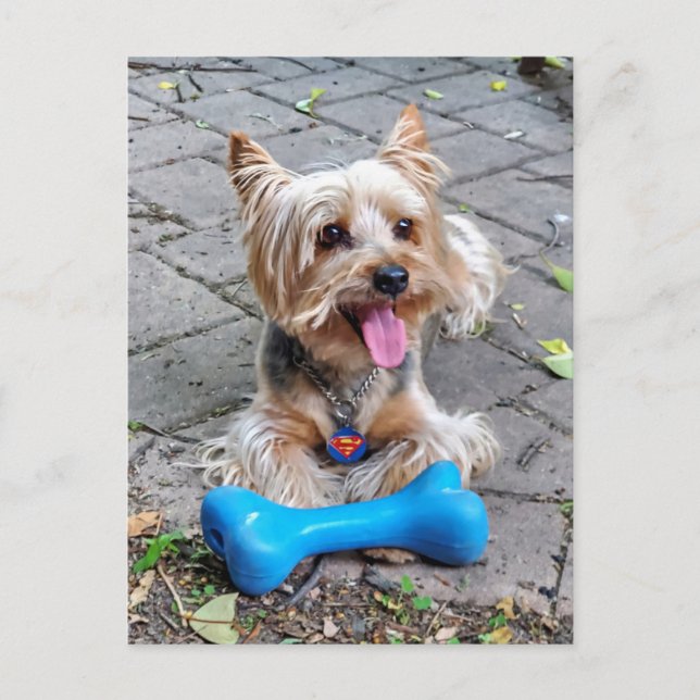 Postal Cute Terrier (Anverso)