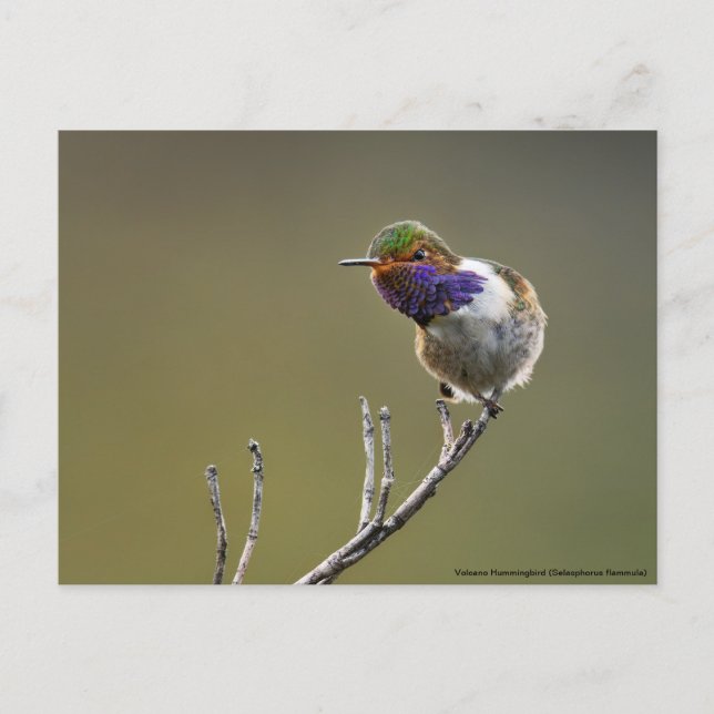 Postal Cute Tiny Hummingbird Selasphorus flammula (Anverso)
